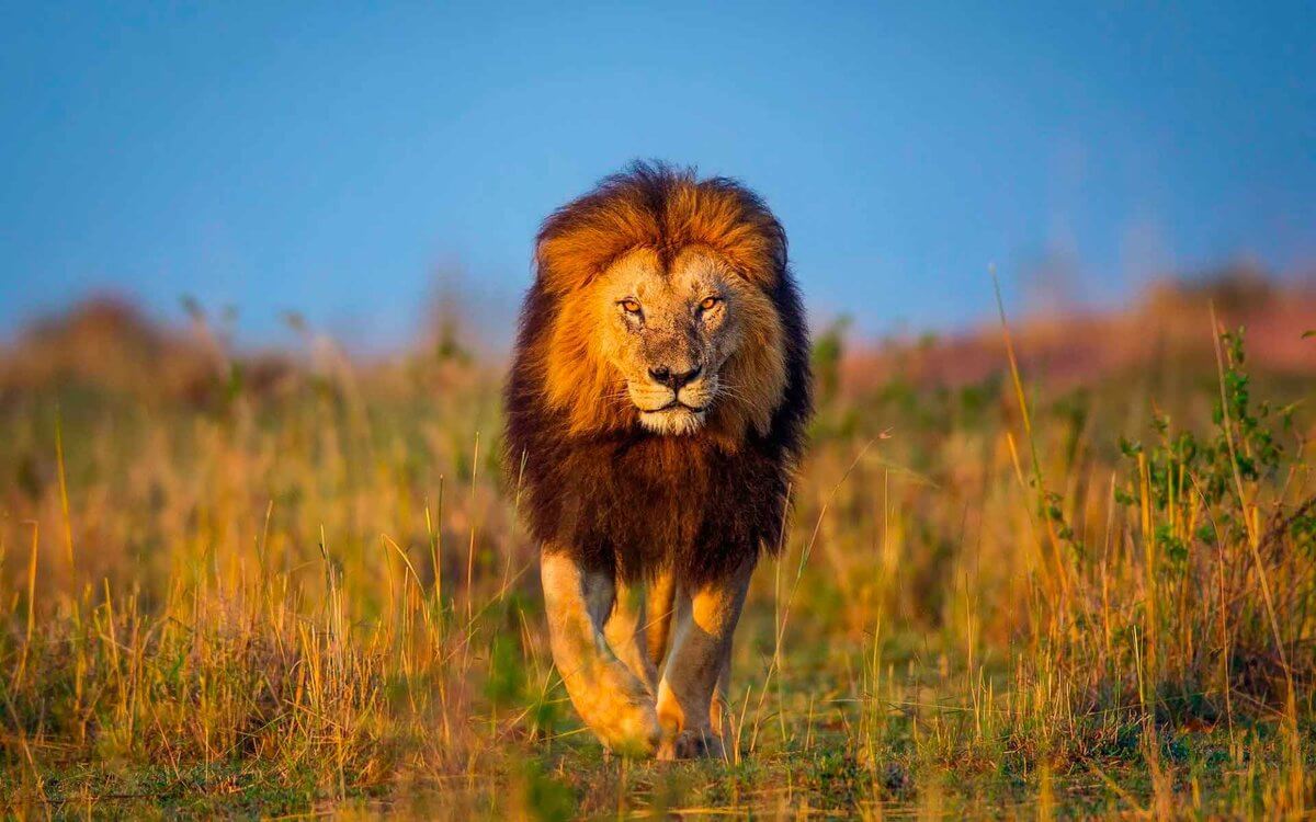जंगल के शेर बनो सर्कस के नहीं – Jungle ke Sher bano Circus ke Nahi