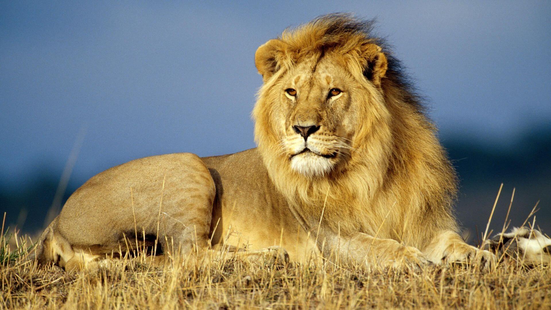 शेर की सोच – Mentality of Lion